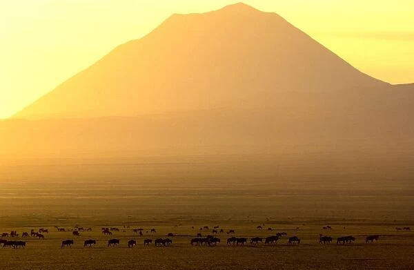 Ol Doinyo Lengai (volcano) and Wildebeest, at sunrise, Ngorongoro Conservation Area, Tanzania JFL11635
