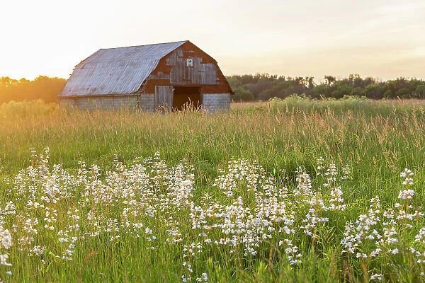 Old barn and field of penstemon at sunset Prairie Ridge State Natural Area, Marion County, Illinois Date