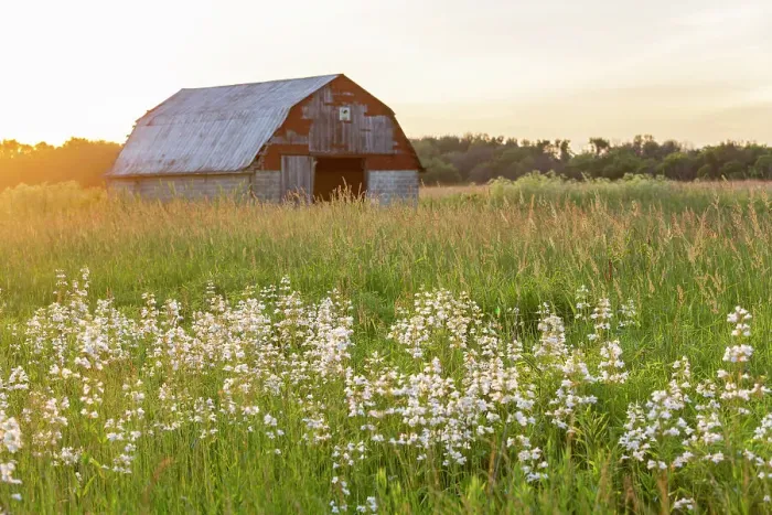 Framed Print : Old barn and field of penstemon at sunset Prairie Ridge State Natural Area, Marion County, Illinois Date Framed Print : Old barn and field of penstemon at sunset Prairie Ridge State Natural Area, Marion County, Illinois Date
