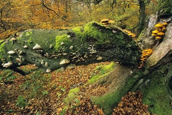 Old Beech Tree - covered with various fungus in autumn Hessen, Germany