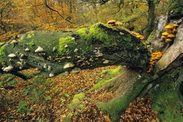 Framed Print : Old Beech Tree - covered with various fungus in autumn Hessen, Germany Framed Print : Old Beech Tree - covered with various fungus in autumn Hessen, Germany