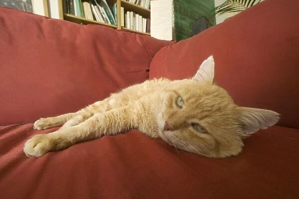 Old Cat - asleep on sofa