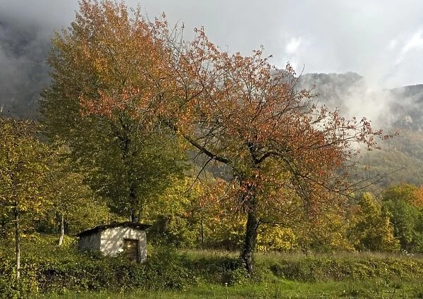 Old cherry tree in autumn, with little barn / shed below, and with misty mountains beyond. Italian Maritime Alps. Autumn