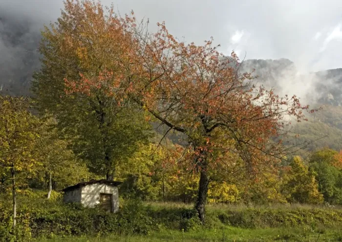 Framed Print : Old cherry tree in autumn, with little barn / shed below, and with misty mountains beyond. Italian Maritime Alps. Autumn