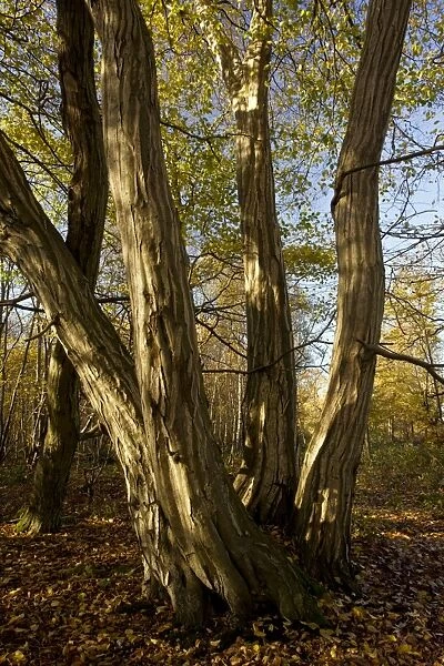 Old coppiced hornbeams - in autumn in Great Wood