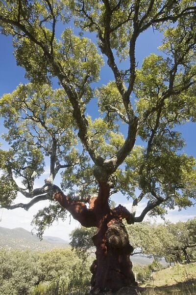 Old cork oak tree (Quercus suber) with bark removed, Extremadura, West Spain
