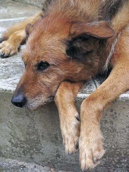 Old Dog - resting