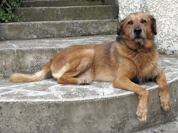 Old Dog - resting on step