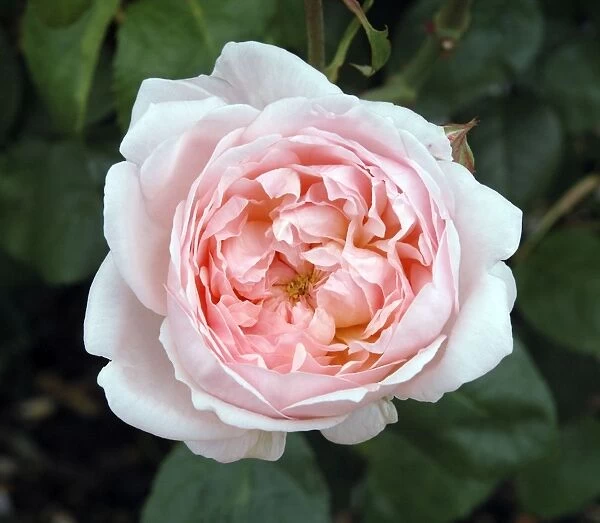 Old Englsh Rose variety Eglantyne