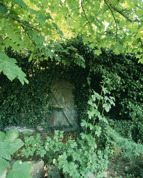 Old Garden Door Half hidden in Ivy & foliage