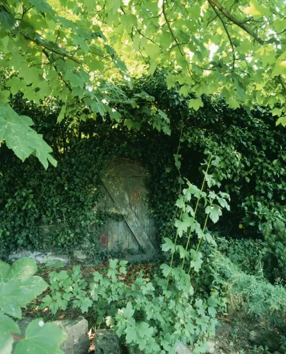 Framed Print : Old Garden Door Half hidden in Ivy & foliage Framed Print : Old Garden Door Half hidden in Ivy & foliage