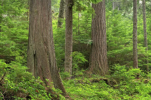 Old Growth forest in Heart O the Hills, Olympic National Park, Washington State Date: 15-07-2021