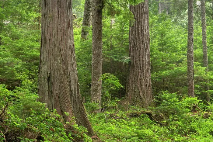 Framed Print : Old Growth forest in Heart O the Hills, Olympic National Park, Washington State Date: 15-07-2021