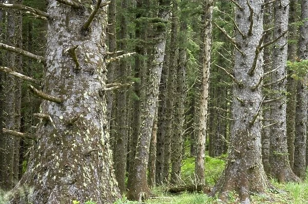 Old Growth Pine Forest Cape Mears, Oregon Coast, USA LA001010
