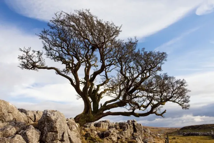 Framed Print : Old Hawthorn Bush - on Limestone pavement above Malham Cove - Malham - Yorkshire Dales National Park - North Yorkshire - UK Framed Print : Old Hawthorn Bush - on Limestone pavement above Malham Cove - Malham - Yorkshire Dales National Park - North Yorkshire - UK