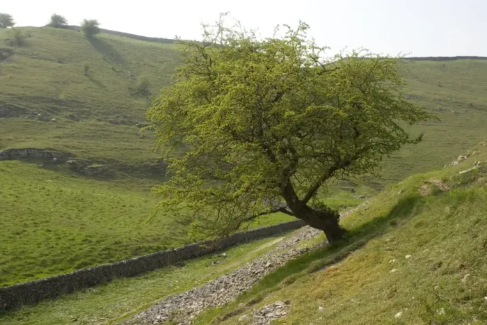 Framed Print : Old hawthorn tree in Millersdale, Peak District National Park; Derbyshire Framed Print : Old hawthorn tree in Millersdale, Peak District National Park; Derbyshire