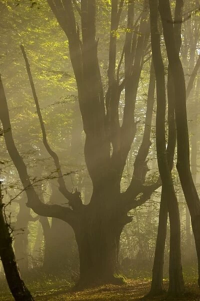 Old Hornbeam pollard in forest in early morning mist at the Breite, Sigishoara, Romania