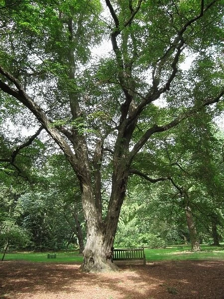 Old Hornbeam Tree. Kew Gardens, UK