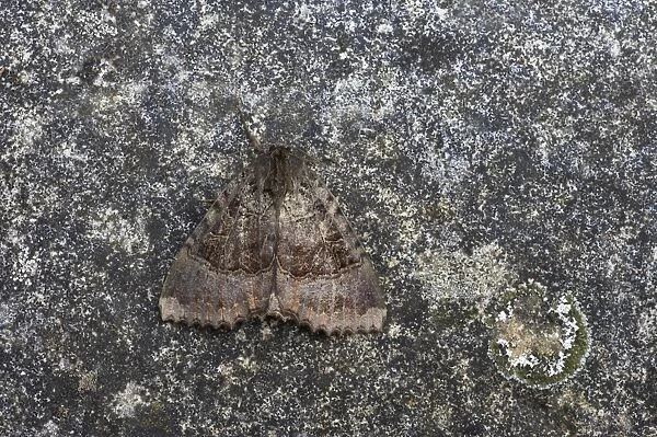 Old Lady Moth Mormo maura Essex, UK IN000398