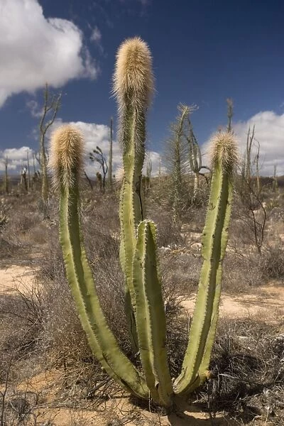 Old man cactus, or Senita, in the cactus-rich part of the Sonoran desert on the west side of Baja California