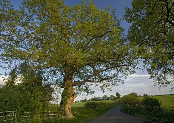 Framed Print : Old Oak Tree - By country lane. Near Malvern, Worcestershire. UK Framed Print : Old Oak Tree - By country lane. Near Malvern, Worcestershire. UK