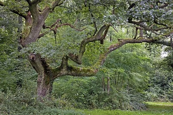 Old Oak Tree - in the woods