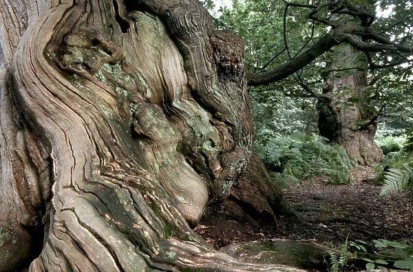 Old Oak Tree - In woods Sherwood Forrest, Nottingham, England