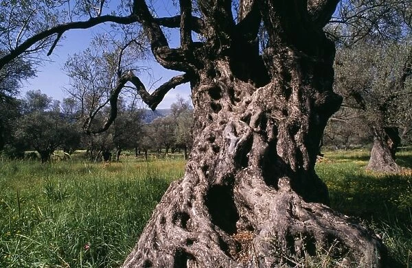 Old Olive Tree Crete