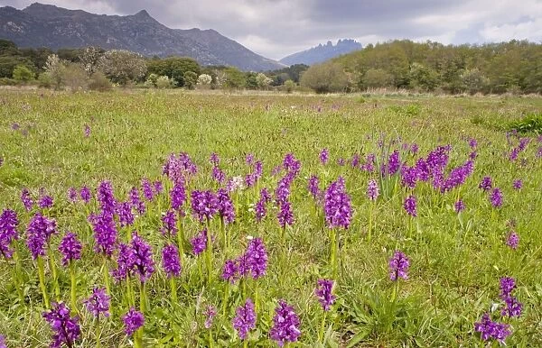Old pasture full of Green-winged Orchids - at Quenza, in the mountains of central Corsica