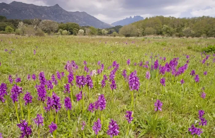 Framed Print : Old pasture full of Green-winged Orchids - at Quenza, in the mountains of central Corsica Framed Print : Old pasture full of Green-winged Orchids - at Quenza, in the mountains of central Corsica