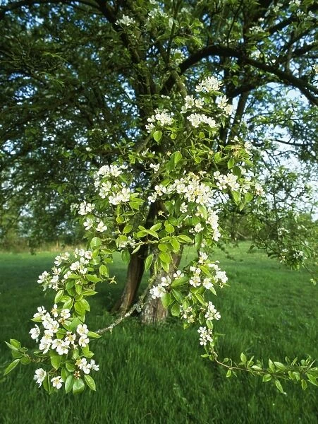 Old Pear Tree - in orchard Woodland Trust Reserve, Melrose Farm, Worcestershire, UK