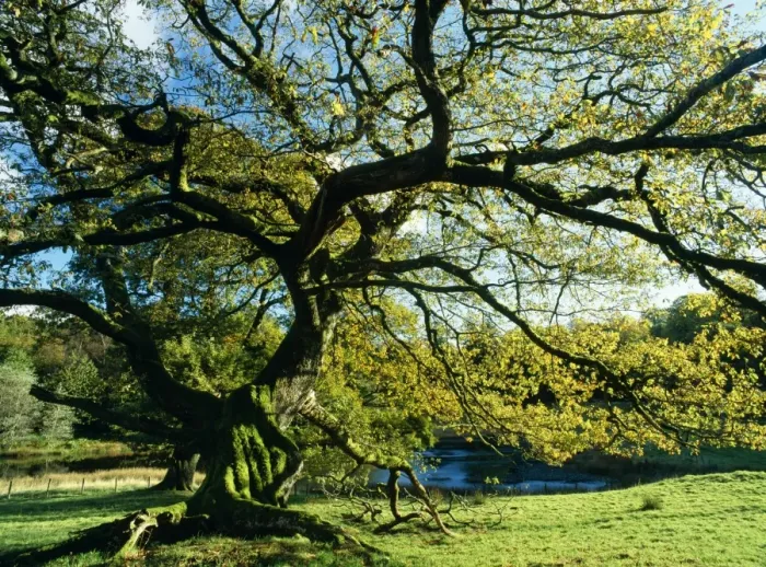 Framed Print : Old Pollard Oak Autumn colour, Mortimere Lake District, UK Framed Print : Old Pollard Oak Autumn colour, Mortimere Lake District, UK