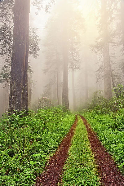 Old roadway through foggy redwood forest, Redwood National Park, California Date: 03-06-2009