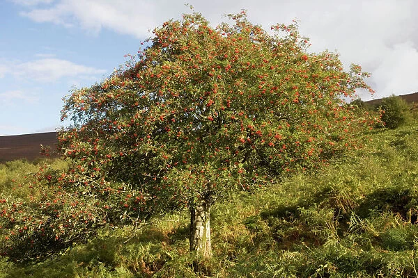 Old rowan tree on the slopes of Dunkery Beacon, Exmoor, in fruit