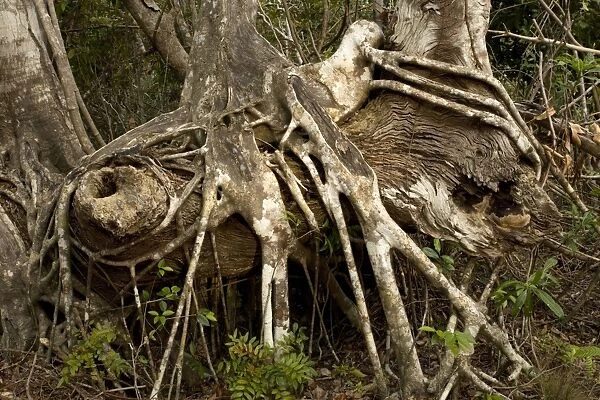 Old strangler fig, with aerial roots. USA