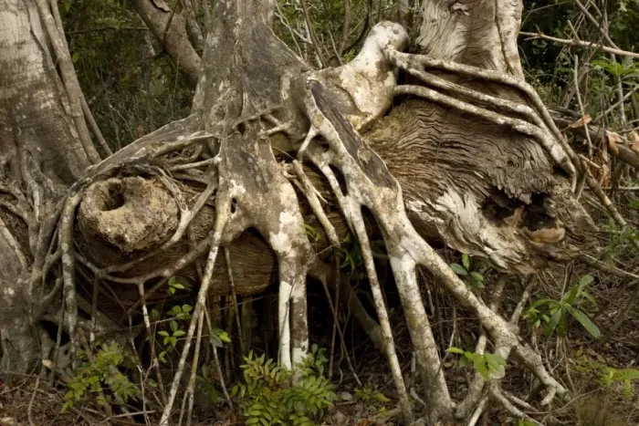 Framed Print : Old strangler fig, with aerial roots. USA Framed Print : Old strangler fig, with aerial roots. USA