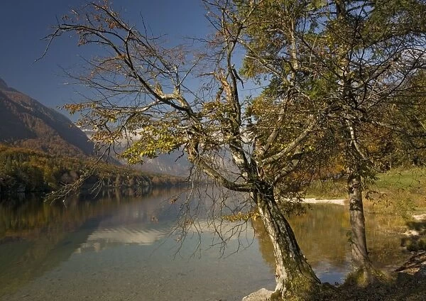 Old stunted hornbeam tree by Lake Bohinj in autumn. Triglav National Park, Julian Alps, Slovenia