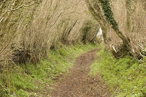 Old sunken lane in the ancient countryside of West Dorset, at Kingcombe. Double hedge; bridleway and public footpath