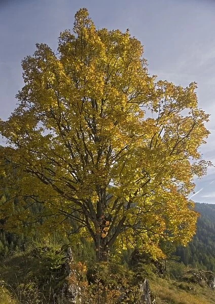Old Sycamore tree in autumn colour. Dolomites. Italy