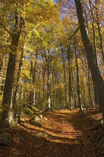 Old trackway in Beech woodland (Fagus sylvatica) in autumn at about 900 m altitude, near St. Agreve, edge of the Monts d'Ardeche PNR, Massif Central, France