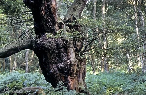 Old trees - Sherwood Forest - Nottinghamshire - England