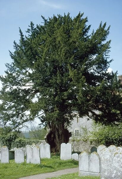 Old Yew Tree - in Sussex churchyard UK