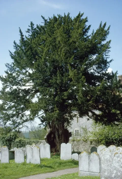 Framed Print : Old Yew Tree - in Sussex churchyard UK Framed Print : Old Yew Tree - in Sussex churchyard UK