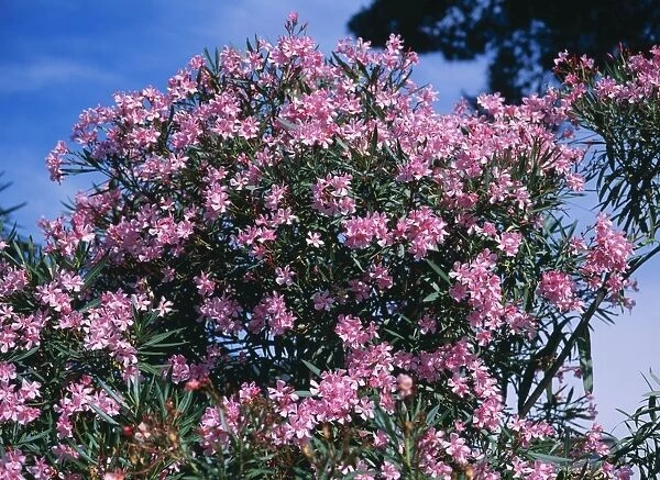 Oleander. AL-2178. Oleander. Nerium oleander