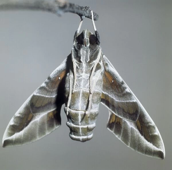 Oleander Hawk Moth - hanging from twig