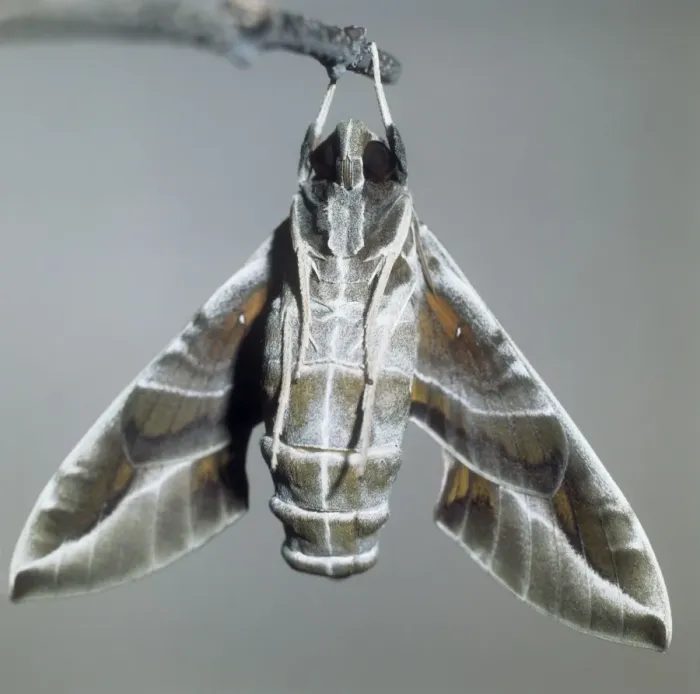 Framed Print : Oleander Hawk Moth - hanging from twig Framed Print : Oleander Hawk Moth - hanging from twig
