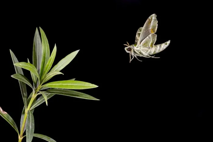 Framed Print : Oleander Hawkmoth - landing on Oleander plant 11866 Framed Print : Oleander Hawkmoth - landing on Oleander plant 11866