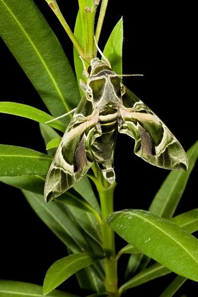 Oleander Hawkmoth - on Oleander plant 11856