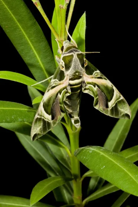 Framed Print : Oleander Hawkmoth - on Oleander plant 11856 Framed Print : Oleander Hawkmoth - on Oleander plant 11856