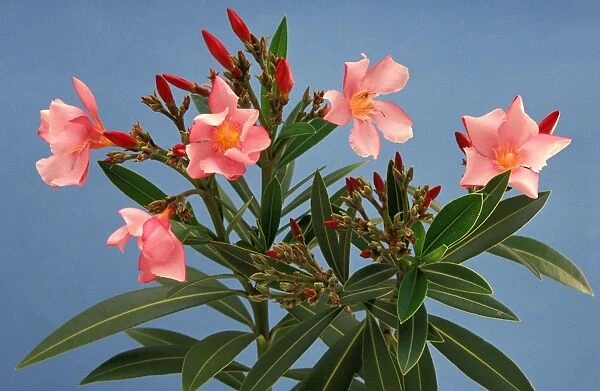 Oleander plant - Sydney, New South Wales, Australia, native of Mediterranean region JPF23097